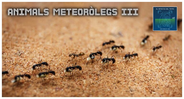 El Detectiu del Temps – Animals que ens ajuden a predir el temps